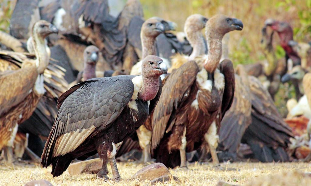 Extinction of vultures affecting ecosystem | Nepalnews