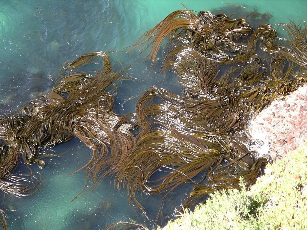 Sea Weed