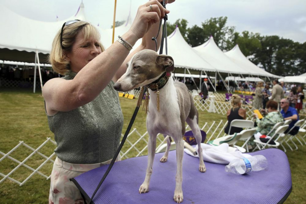 Westminster dog show gets 4 finalists Nepalnews