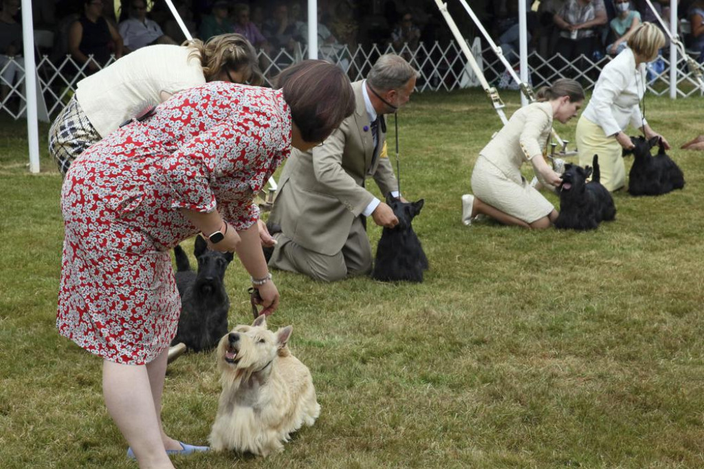 Westminster dog show gets 4 finalists Nepalnews