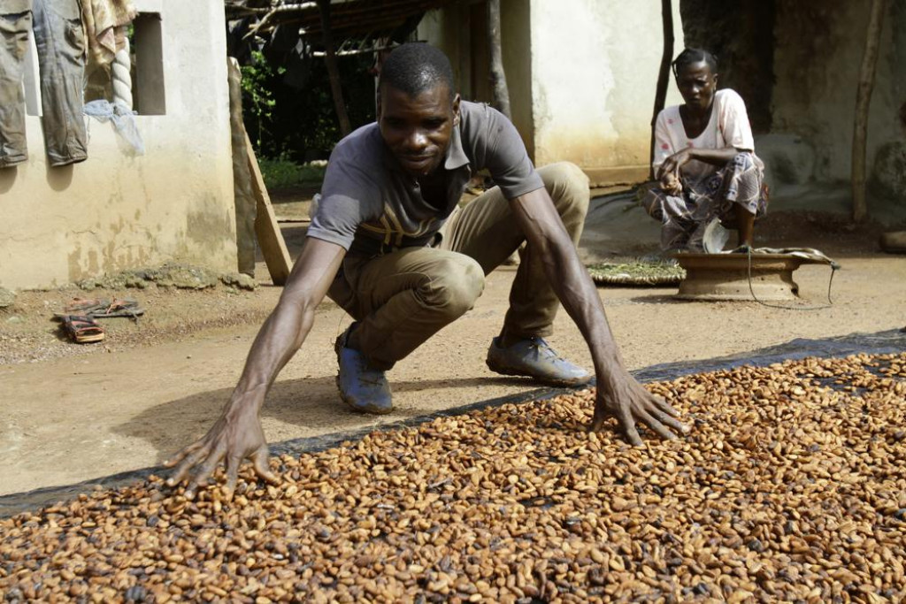 Cocoa farmers fear climate change lowering crop production | Nepalnews