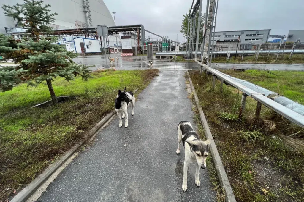 Dogs of Chernobyl teaching tricks on survival?