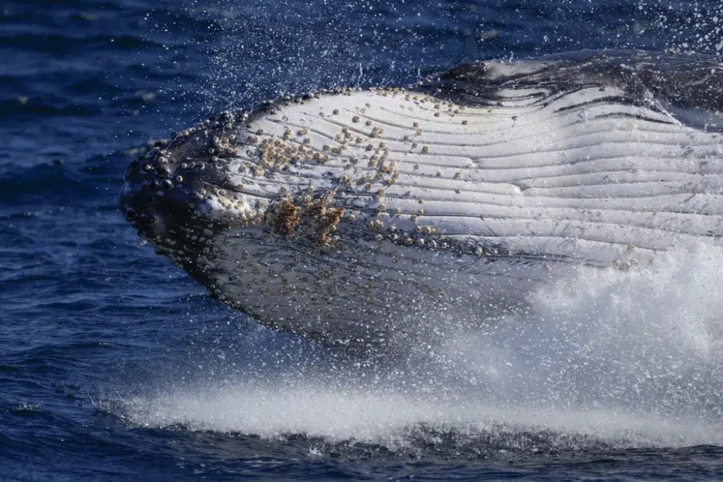 Humpback whales wail less as population grows