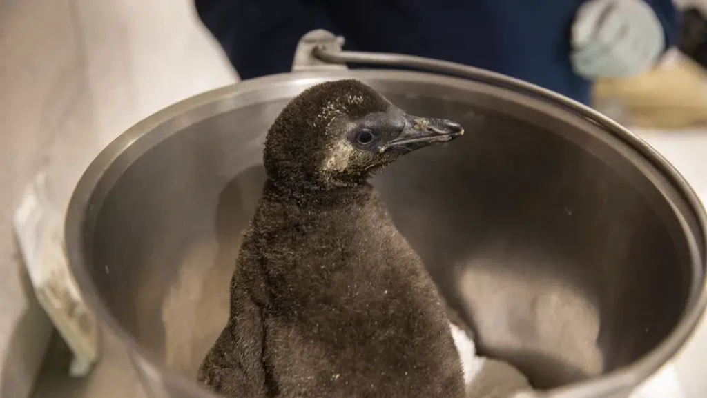 Endangered penguin chicks hatch at an aquarium