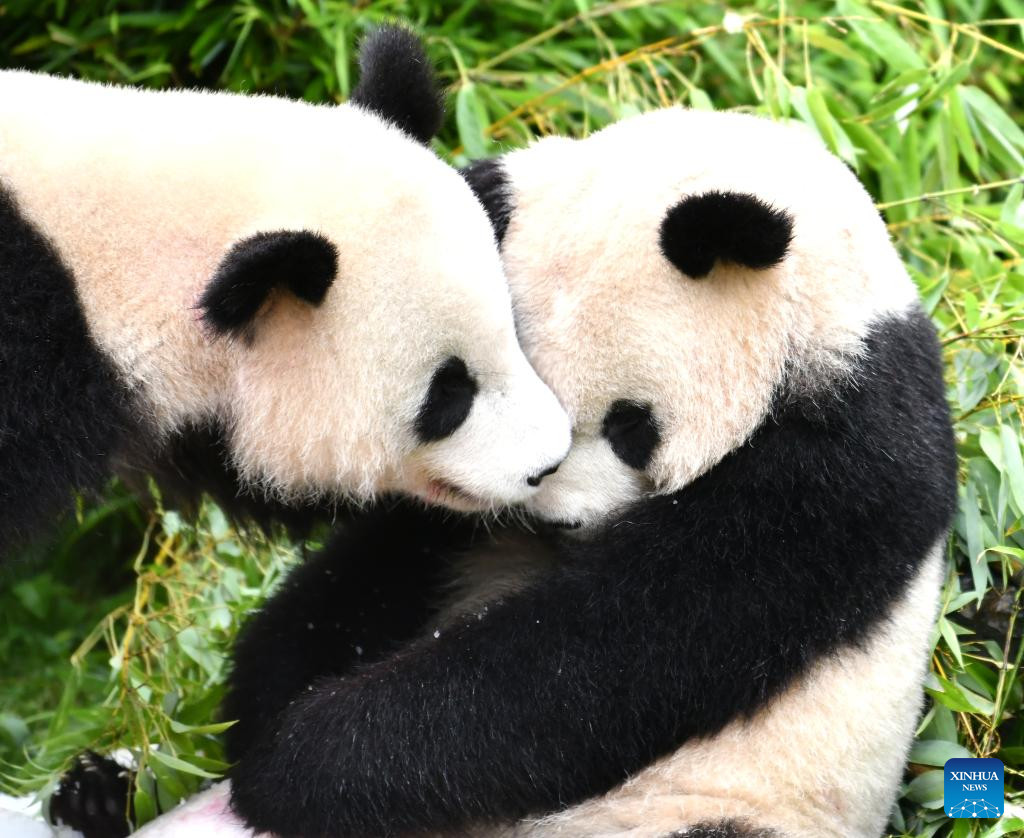 Giant Panda Twins Celebrate 4th Birthday In Zoo Berlin | Nepalnews