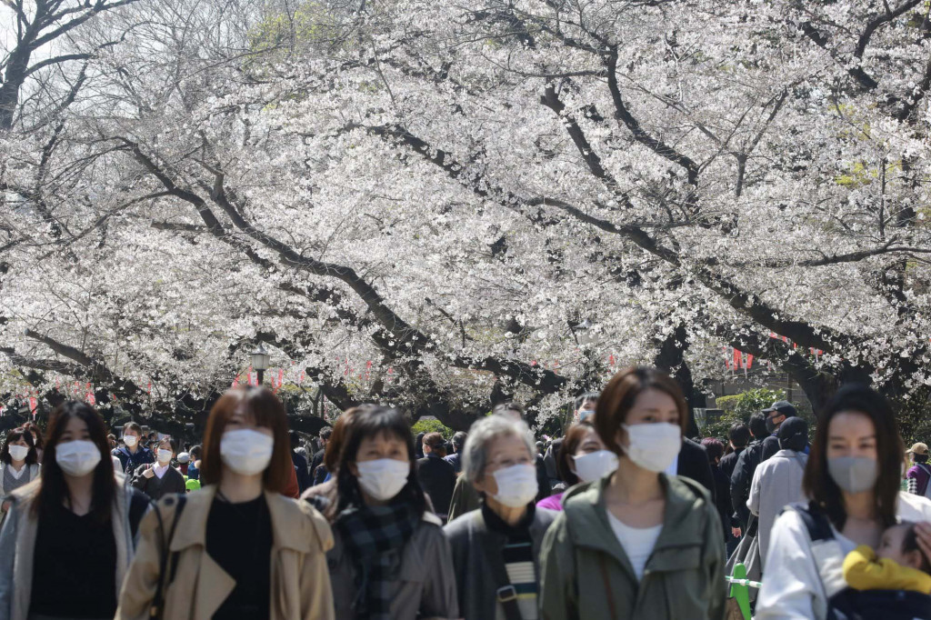 Japan's famous cherry blossoms bloom early as climate warms | Nepalnews