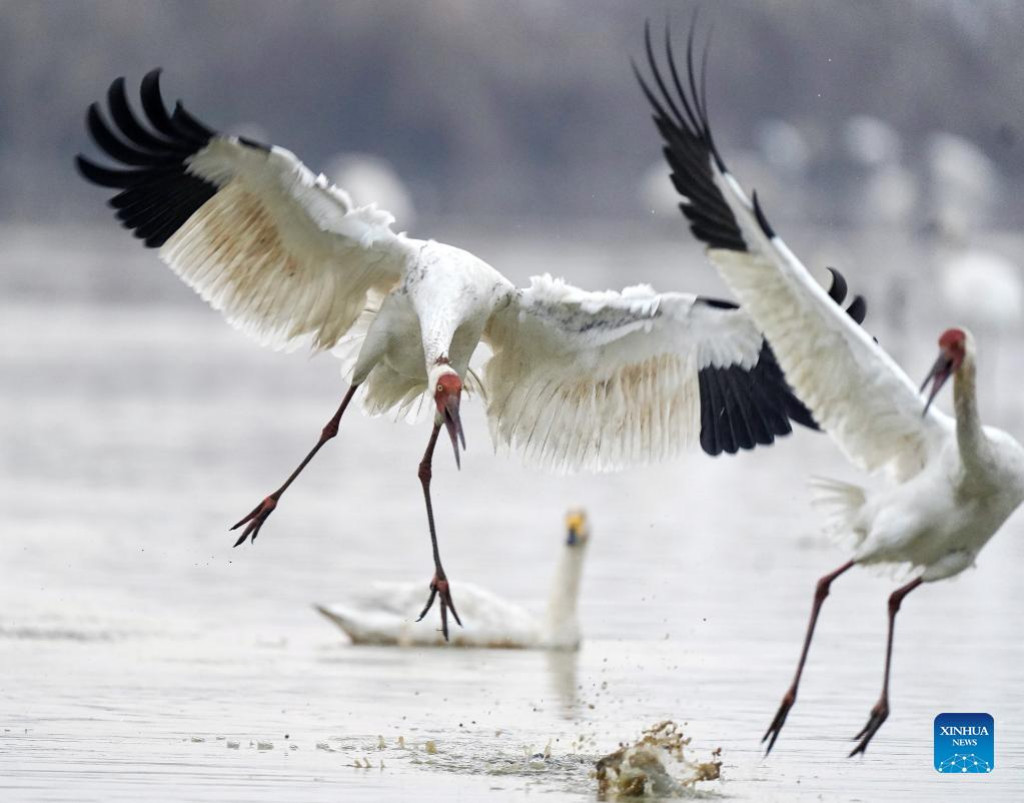 White cranes seen in Nanchang, east China | Nepalnews