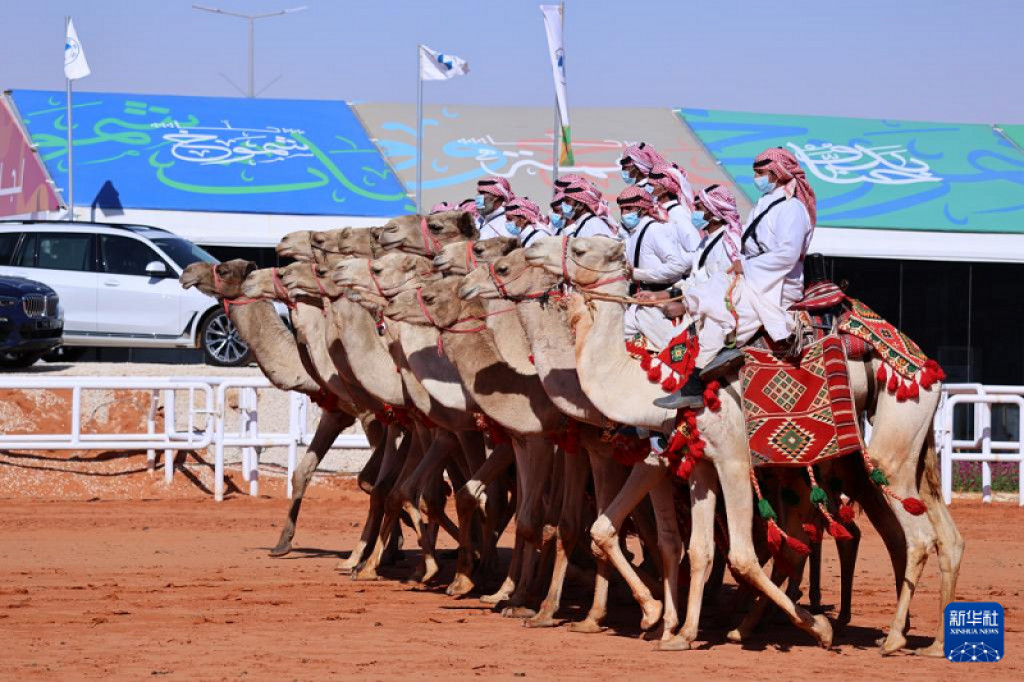 Camels seen during King Abdulaziz Camel Festival in Saudi Arabia