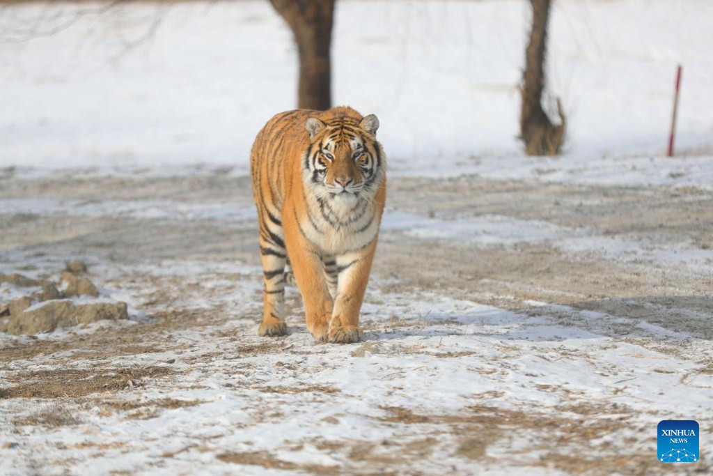 40 Guaipo Siberian Tiger Park Stock Photos, High-Res Pictures, and Images -  Getty Images