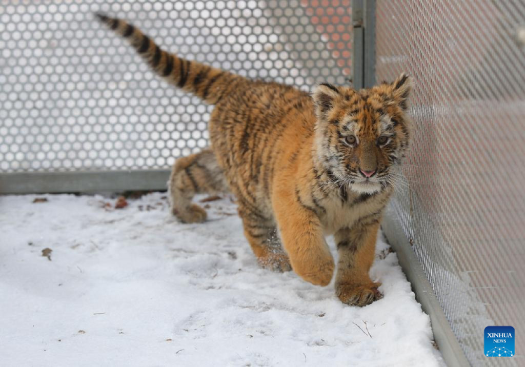 40 Guaipo Siberian Tiger Park Stock Photos, High-Res Pictures, and Images -  Getty Images