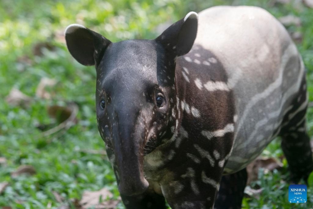 In Pics: Two-month-old baby Malayan tapir | Nepalnews