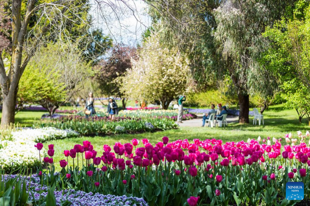 In pics: Blooming tulips in Australia | Nepalnews