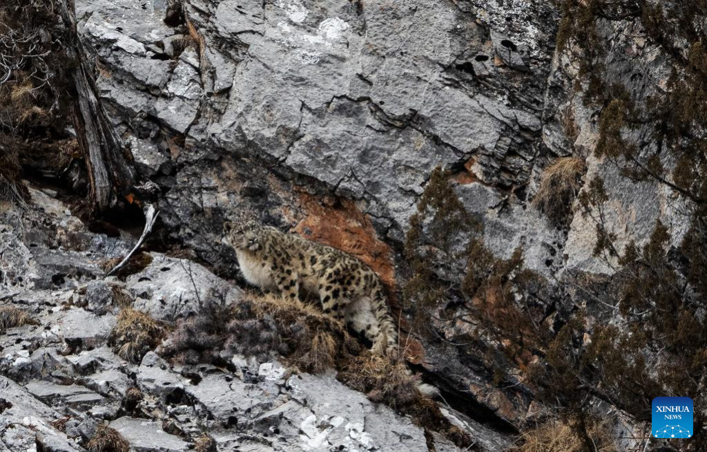 Snow leopard pictured in Zadoi County, NW China