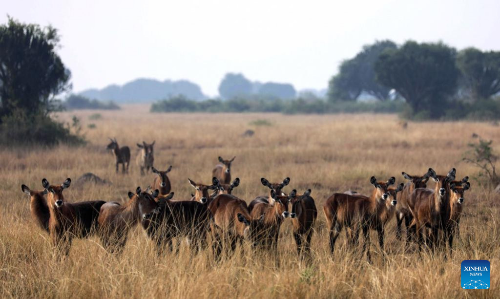 A herd of waterbucks are seen at Queen Elizabeth National Park in Kasese, Western Uganda, March 2, 2023. (Photo by Xinhua)