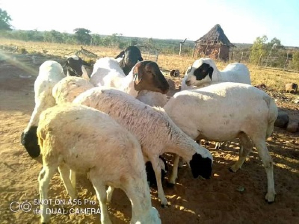 More than 1 lakh sheep, goats were vaccinated against PPR