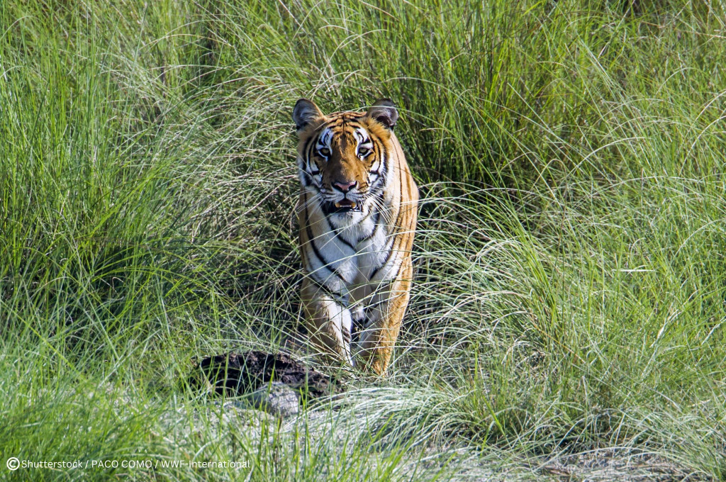 Terai Arc Landscape Recognized As World Restoration Flagship | Nepalnews