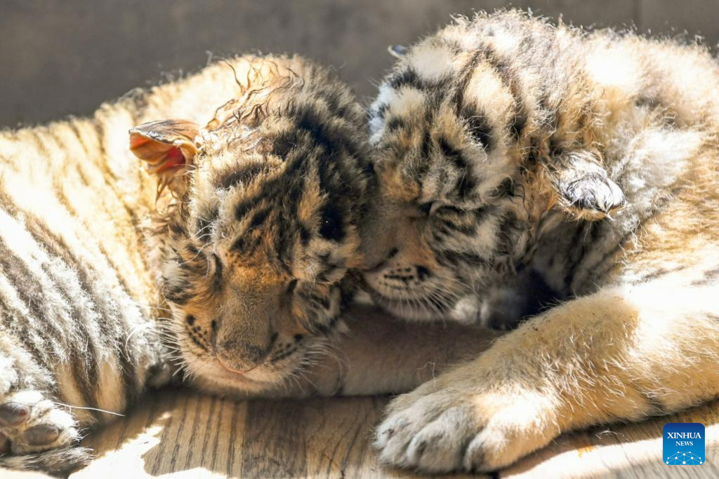 In pics: Siberian tiger cubs at Siberian Tiger Park in Harbin | Nepalnews