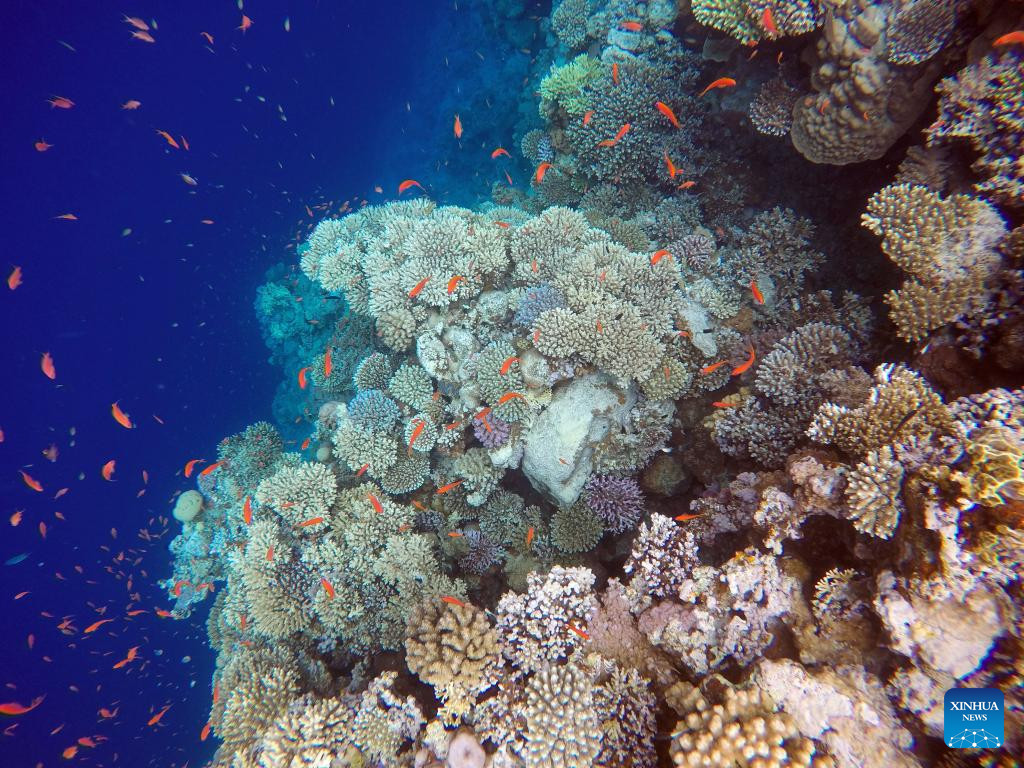 View of corals in Blue Hole in Egypt | Nepalnews