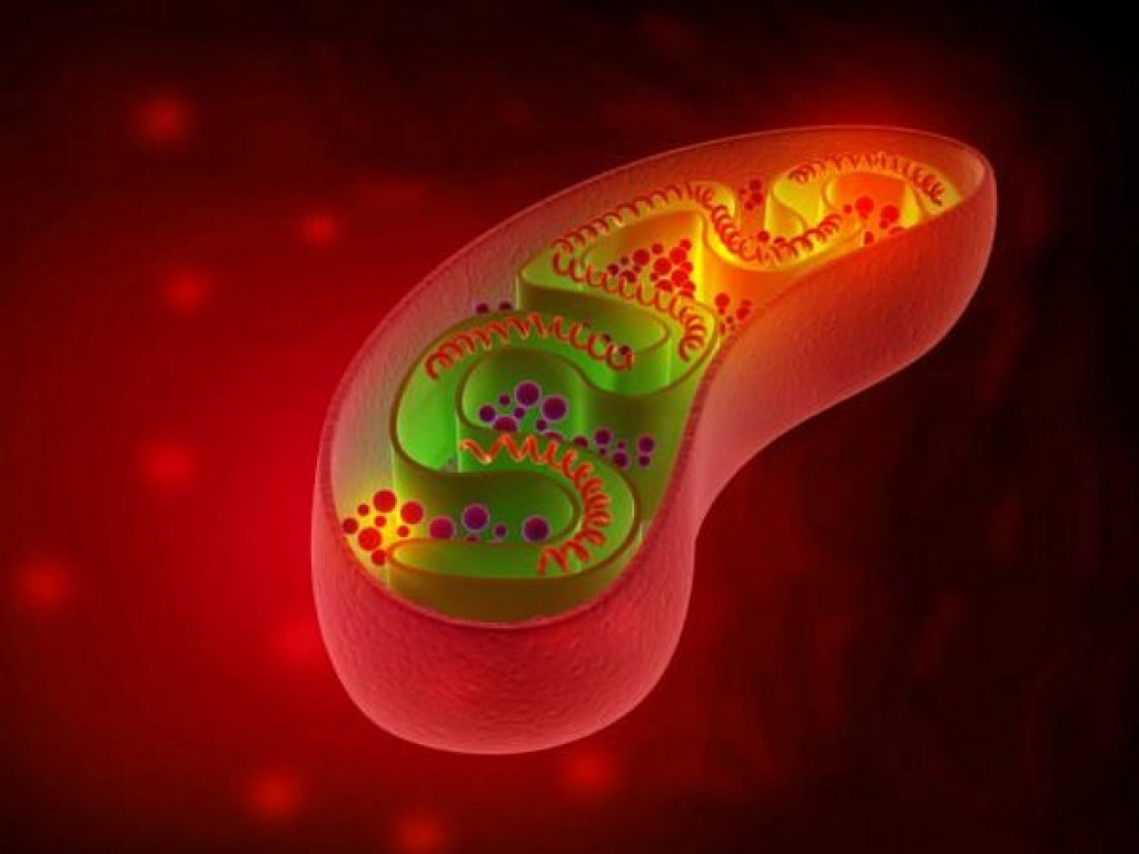 Do Mitochondria have DNA?