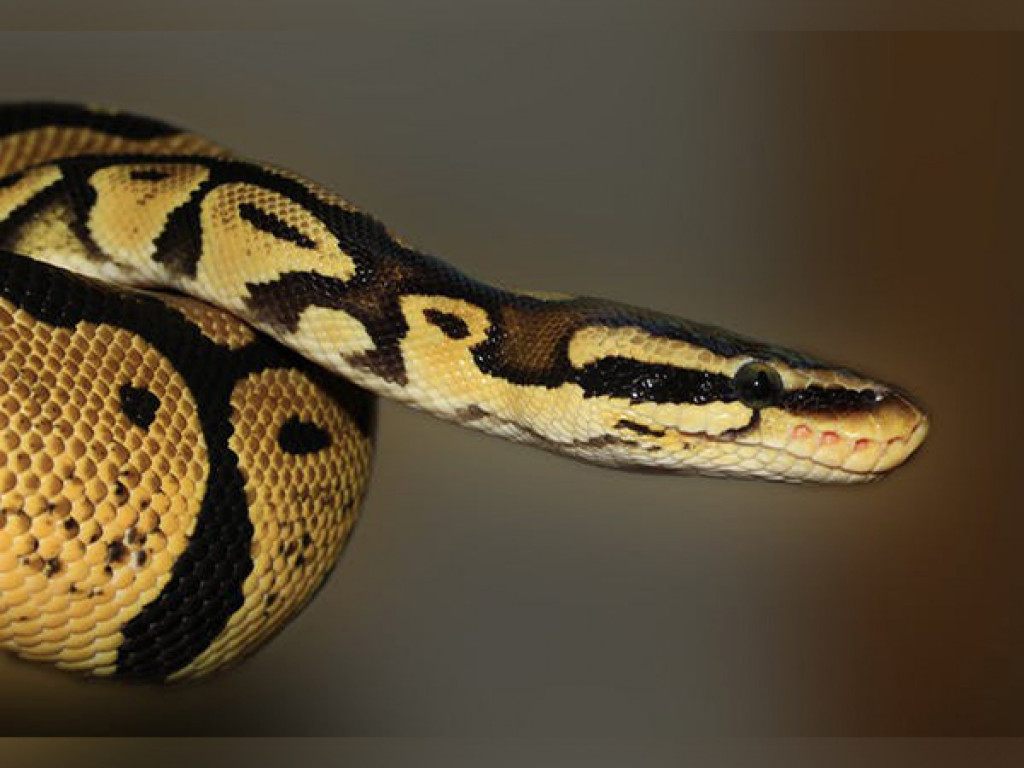 Snakes can hear more than you think: Study