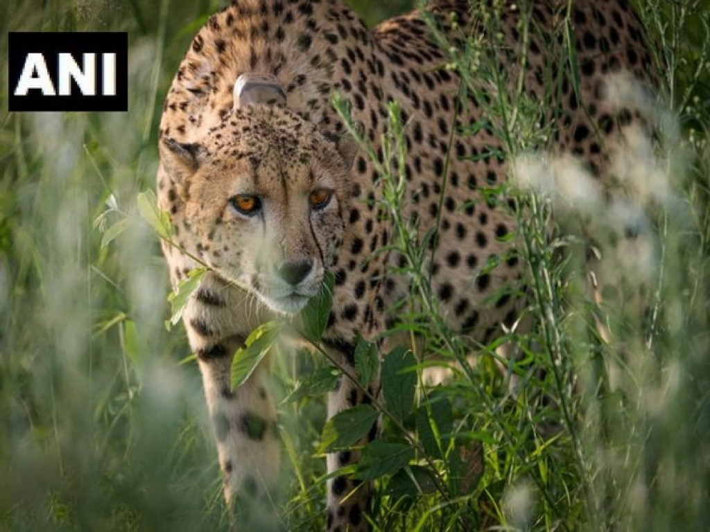 12 cheetahs from South Africa land at MP