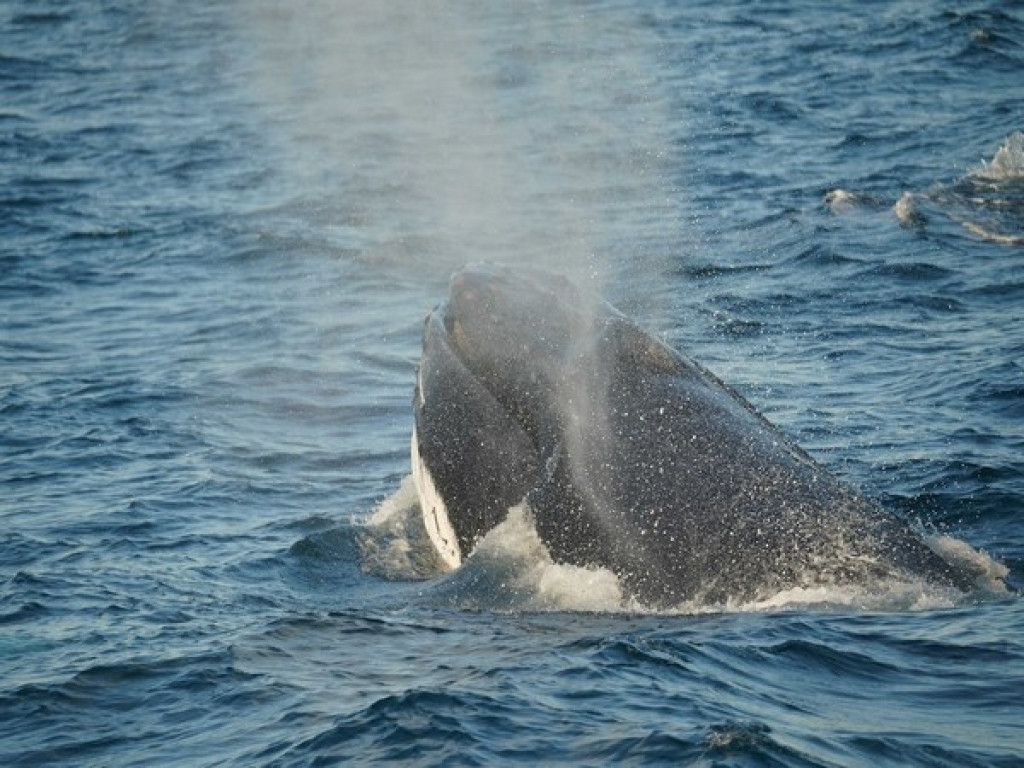 New species of early-toothed whale found | Nepalnews