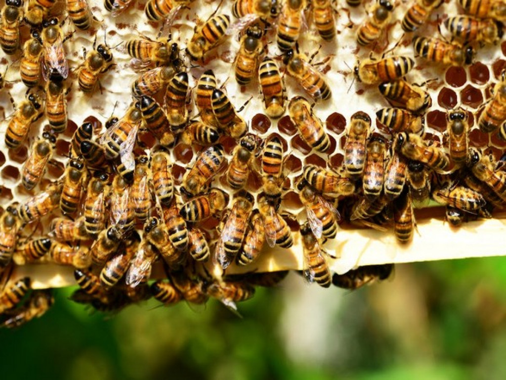 fresh honey comb  Tri-City Bee Rescue