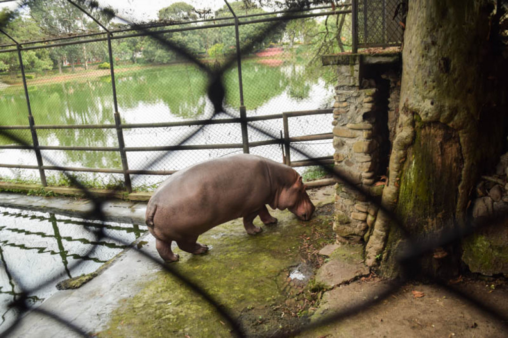 Glimpses Of Animals At Central Zoo | Nepalnews