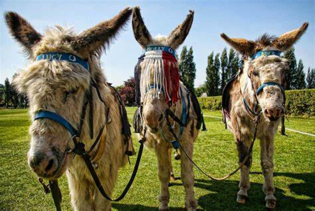 World Donkey Day being observed in Nepal Nepalnews