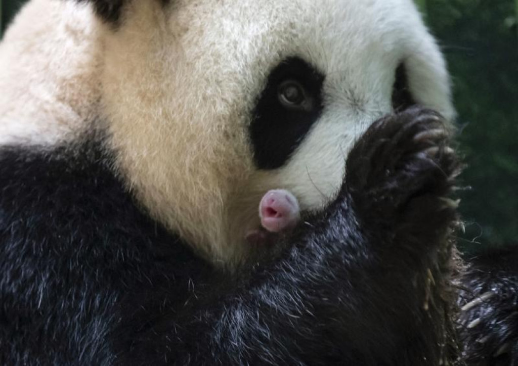 Giant panda in French zoo gives birth to 'lively' twin girls | Nepalnews