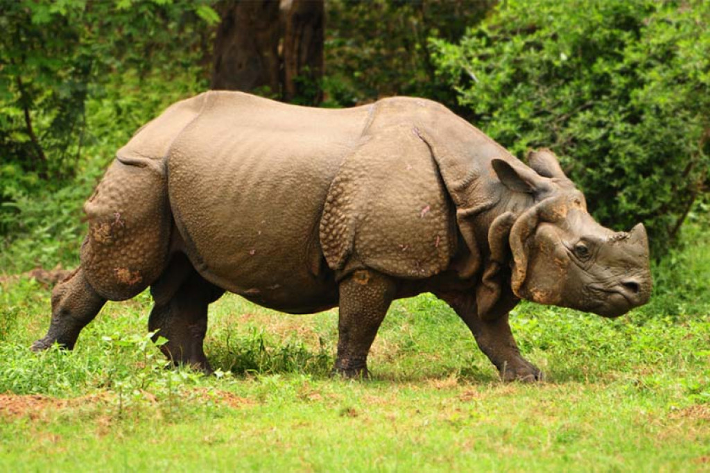 Chitwan hosting 3rd Asian Rhino Range Countries’ Meeting