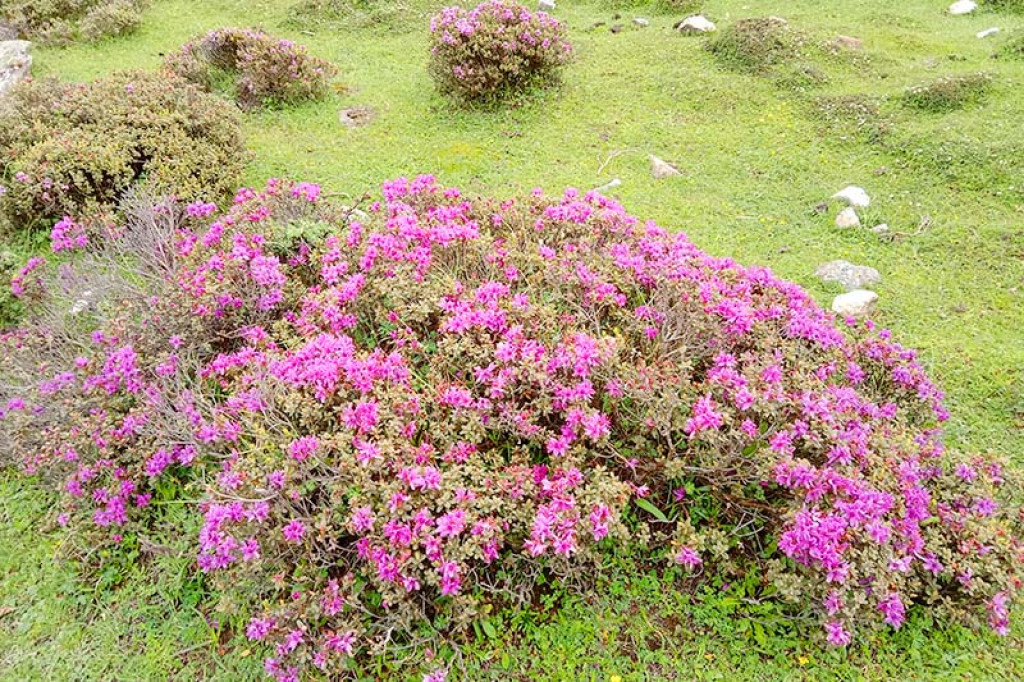 Rhododendron Azaleas bloom in Taplejung | Nepalnews