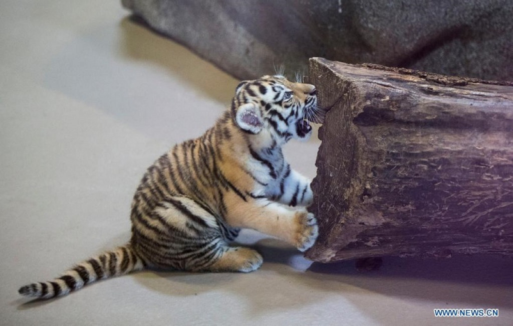 Toronto Zoo's newborn endangered tiger cub has died