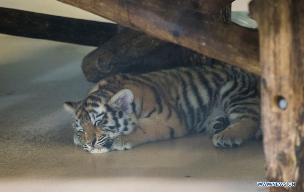 Toronto Zoo's newborn endangered tiger cub has died