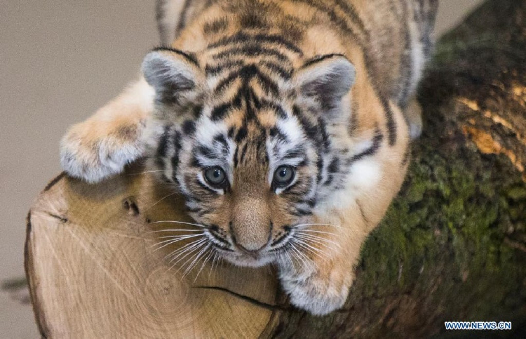 Toronto Zoo's newborn endangered tiger cub has died