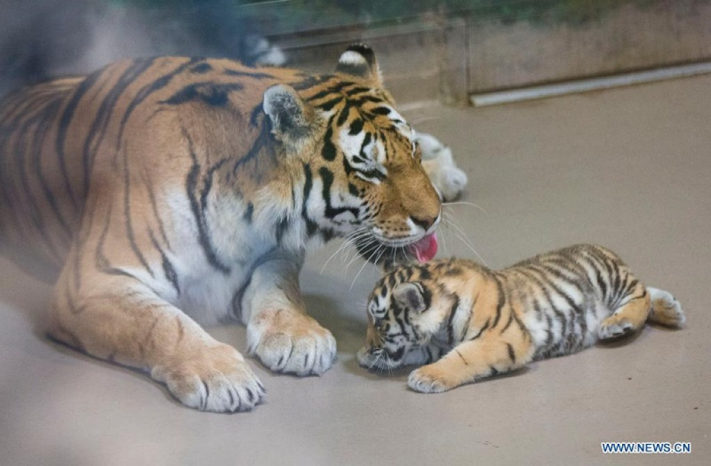 In pics: female Siberian tiger cub at Toronto Zoo | Nepalnews