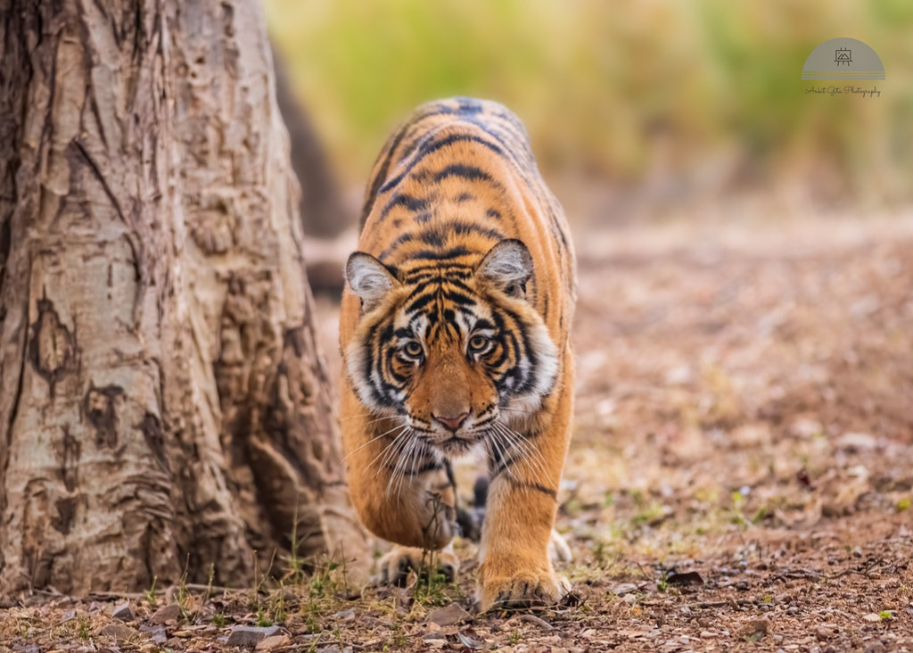 Tiger attack rises in Nawalpur | Nepalnews