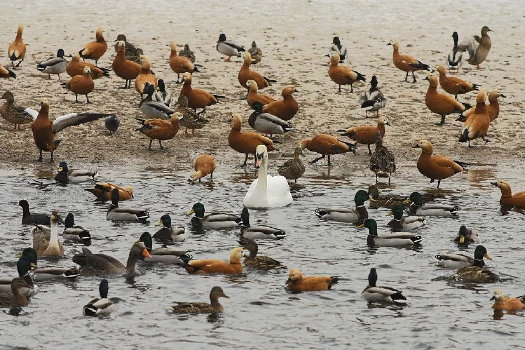 Water birds at Belauri on a sharp decline