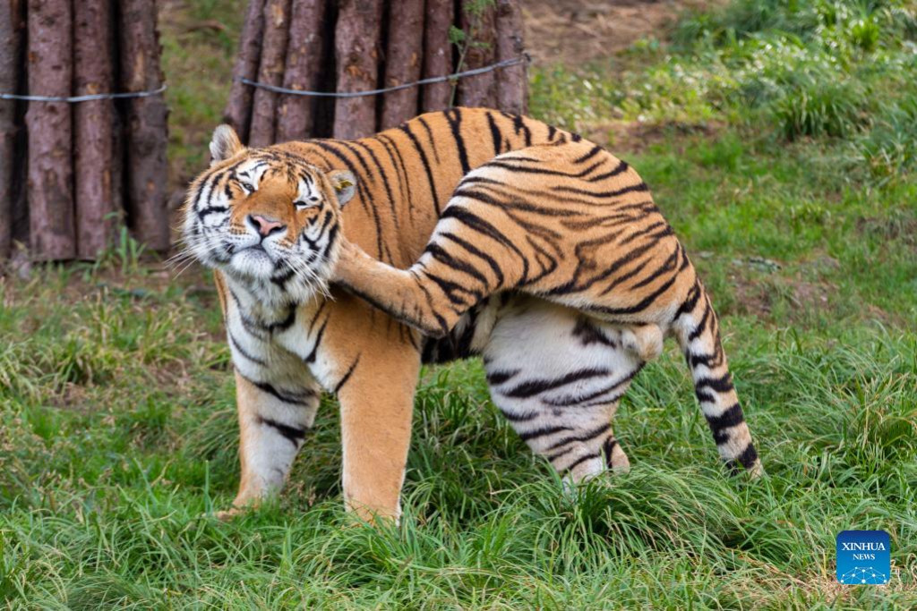 Siberian tiger cubs play at Yunnan Wild Animal Park in Kunming-Xinhua