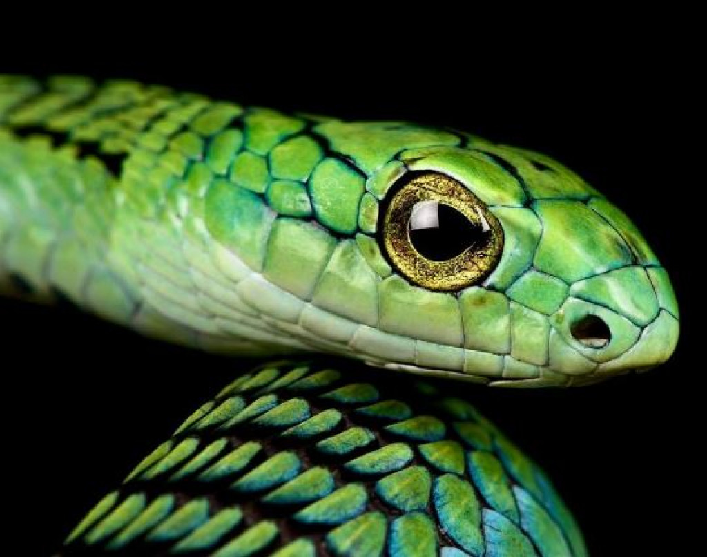 5 deadliest snakes to be beware of | Nepalnews