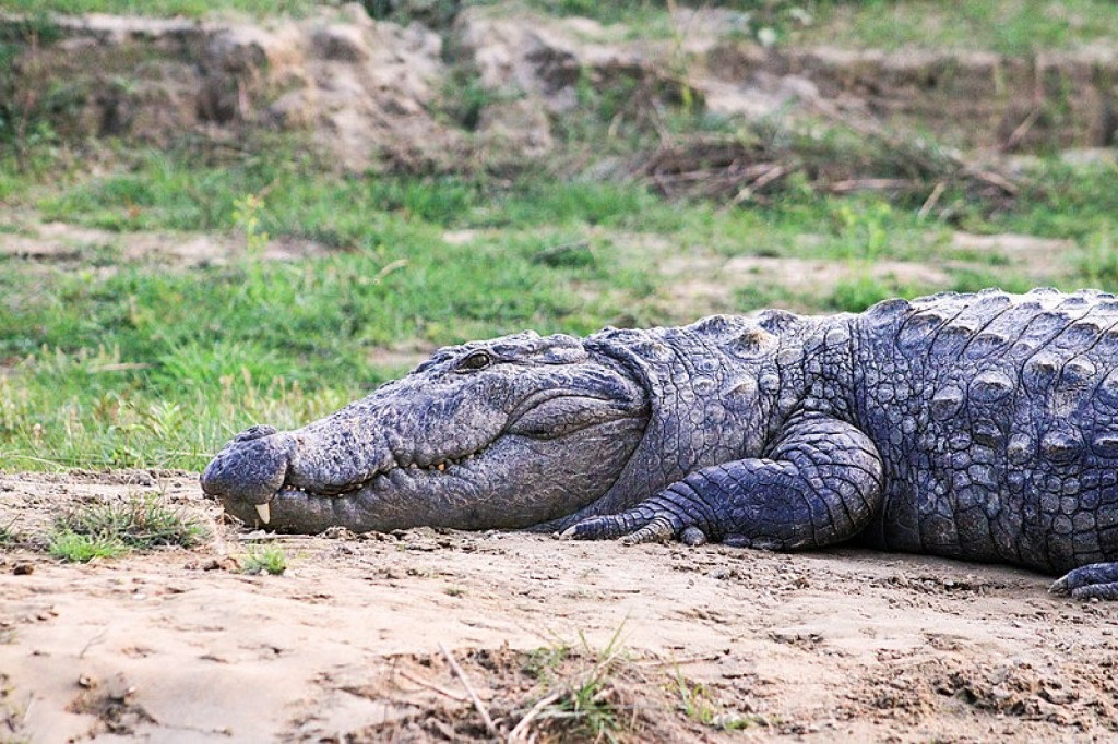 India's largest crocodile park strapped for cash after virus lockdowns -  The Himalayan Times - Nepal's No.1 English Daily Newspaper