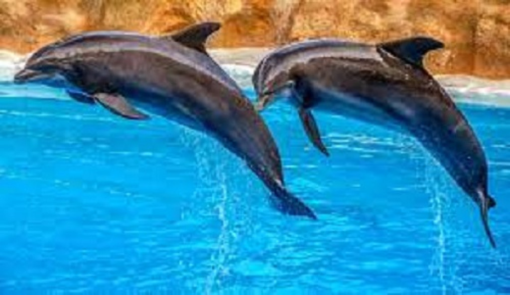 Dolphins' playful social habits form bonds, but spread virus 