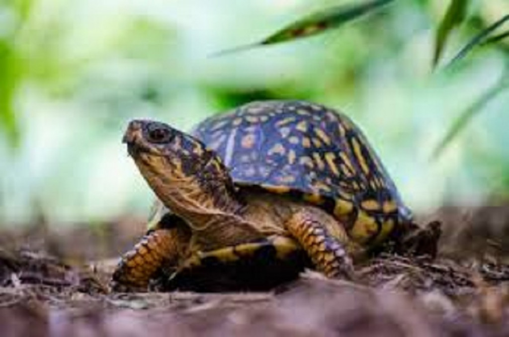 Turtles facing extinction threat for want of conservation | Nepalnews