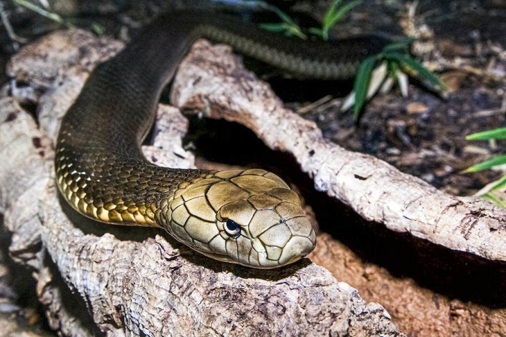 Rare snake species found in Kanchanpur