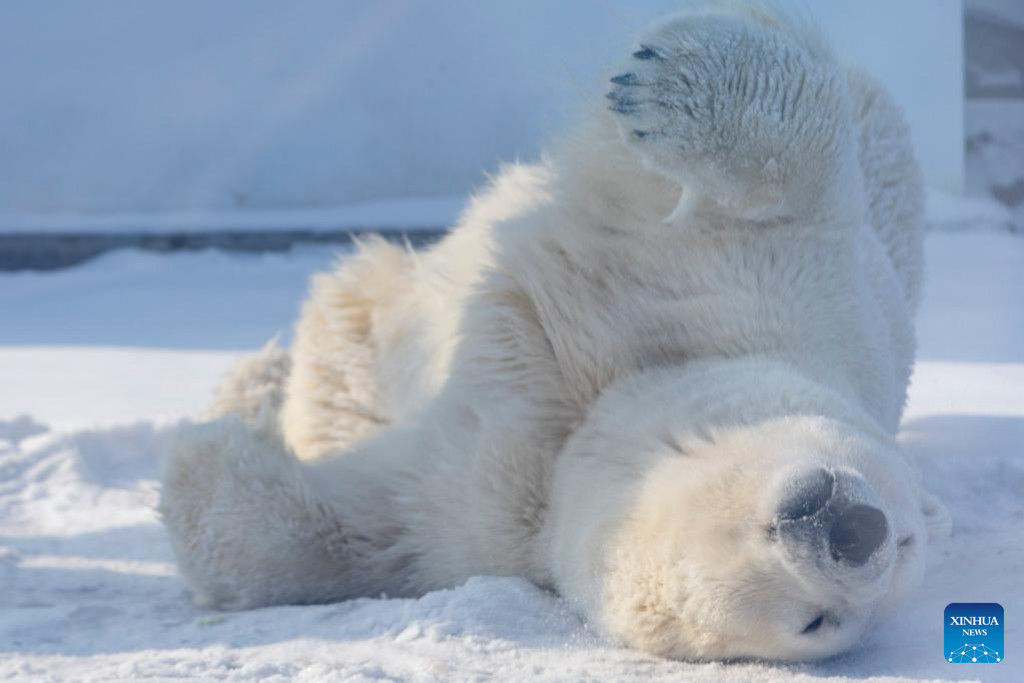 In pictures: Polar bear seen at Harbin Polarpark | Nepalnews