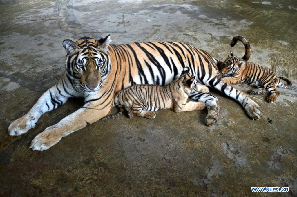 In pics: Royal Bengal Tiger with cubs at Bangladeshi Zoo | Nepalnews