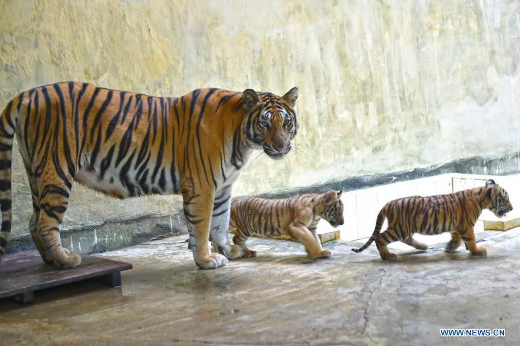 Bengal tiger  The National Trust for Nature Conservation (NTNC)