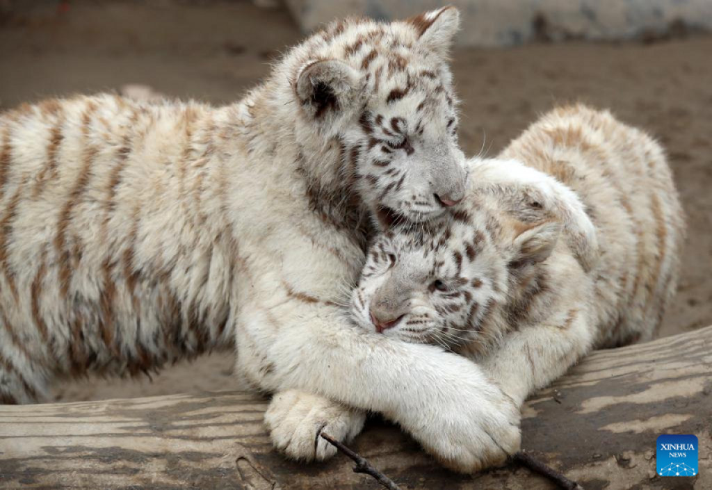 3 newborn white Bengal tiger cubs - People's Daily, China