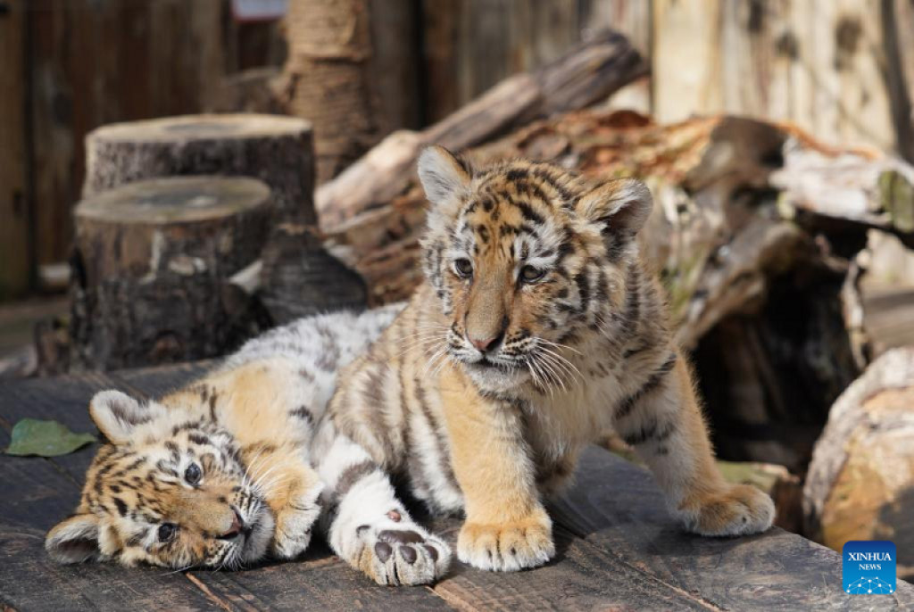 3 newborn white Bengal tiger cubs - People's Daily, China